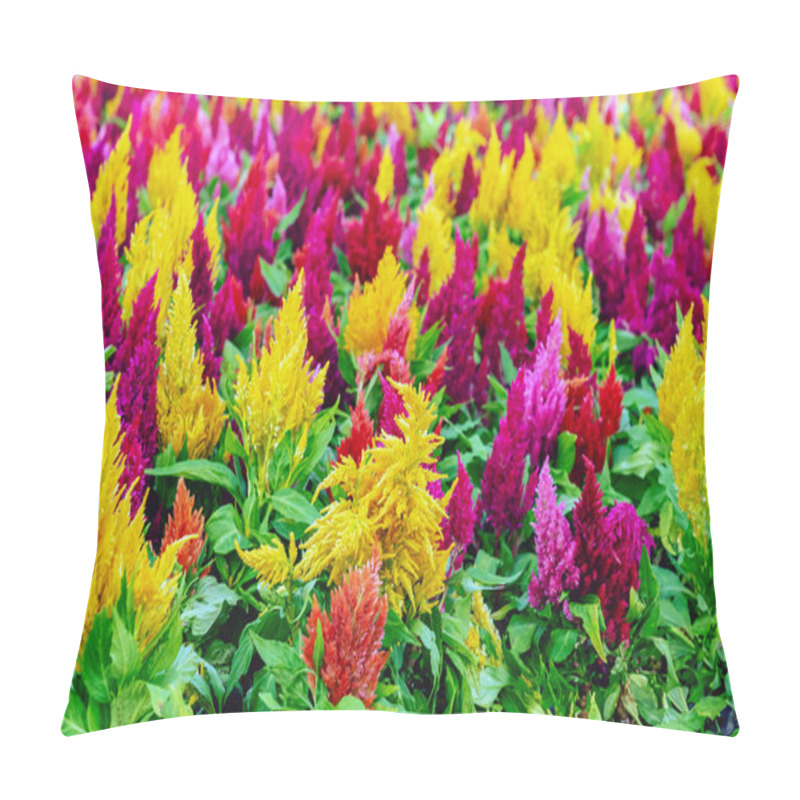 Personality  Colourful Different Flowers Blooming In Garden. Celosia Flower Or Cockscomb Blooming. Beautiful Flower Multi Color With Celosia Argentea Or Plumed Cockscomb Blossom Nature Background. Selective Focus. Pillow Covers