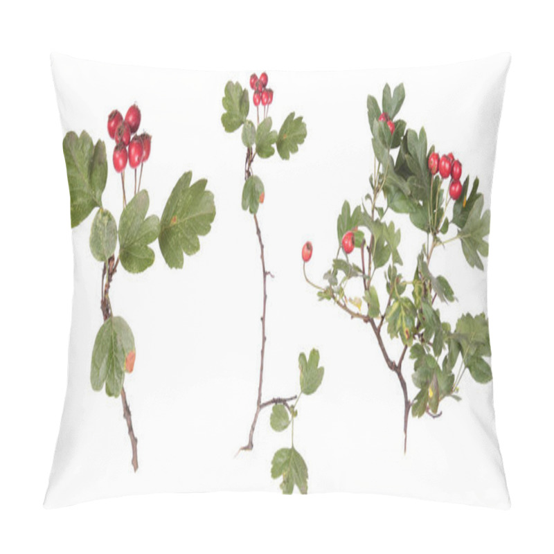 Personality  Set Of Branches Of Common Hawthorn (Crataegus Monogyna) With Green Leaves And Red Ripe Fruits Isolated On White Background Pillow Covers