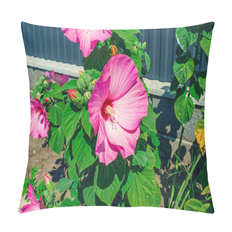 Personality  Bush Of Pink Hibiscus Flowers Growing In Flowerbed. Growing Ornamental Flowers, Garden Care Pillow Covers