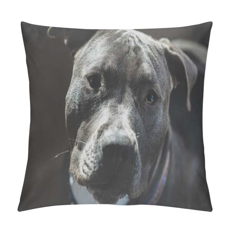 Personality  Close Up Picture Of A Female Pitbull Puppy Pillow Covers