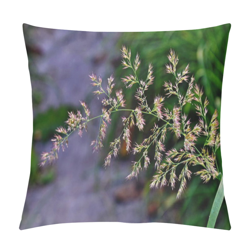 Personality  Bunch Grass (Calamagrostis Arundinacea) In The Forest Pillow Covers