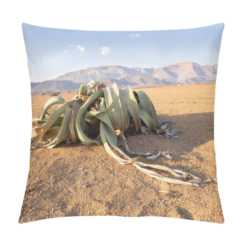 Personality  Blooming Welwitschia Mirabilis In The Desert Of Central Namibia Pillow Covers