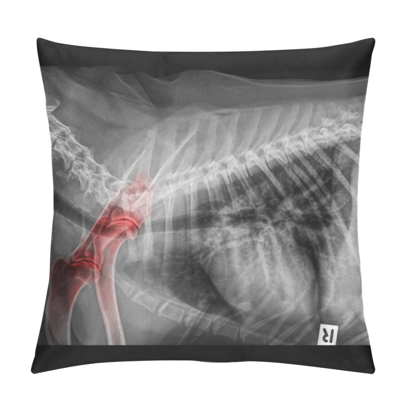 Personality  X-ray Of Dog Lateral View Closed Up Thorax And Chest Red Highlight Foreleg Bone In Shoulder Joint Or Scapula Humerus Joint- Degenerative Joint Disease In Dogs- Veterinary Medicine- Veterinary Anatomy Pillow Covers