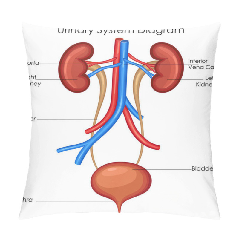 Personality  Medical Education Chart Of Biology For Urinary System Diagram Pillow Covers