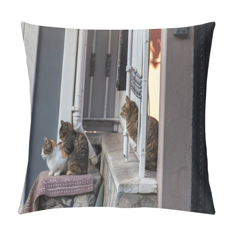 Personality  A Group Of Stray Cats Near A House. Photo In Uskudar. Istanbul, Turkey. Pillow Covers