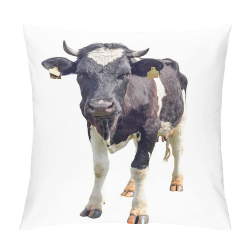 Personality  Spotted Black And White Cow Full Length Isolated On White. Funny Cute Curious Cow Looking Directly At The Camera. Farm Animals.  Pillow Covers