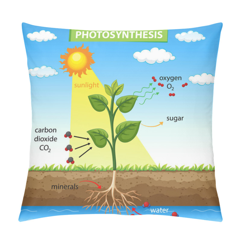 Personality  Diagram Showing Photosynthesis In Plant Illustration Pillow Covers