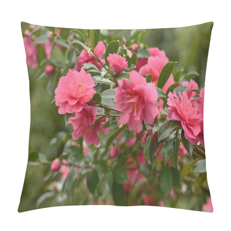 Personality  Sasanqua ( Camellia Sasanqua ) Flowers. Theaceae Evergreen Tree. Blooms From October To December. Pillow Covers