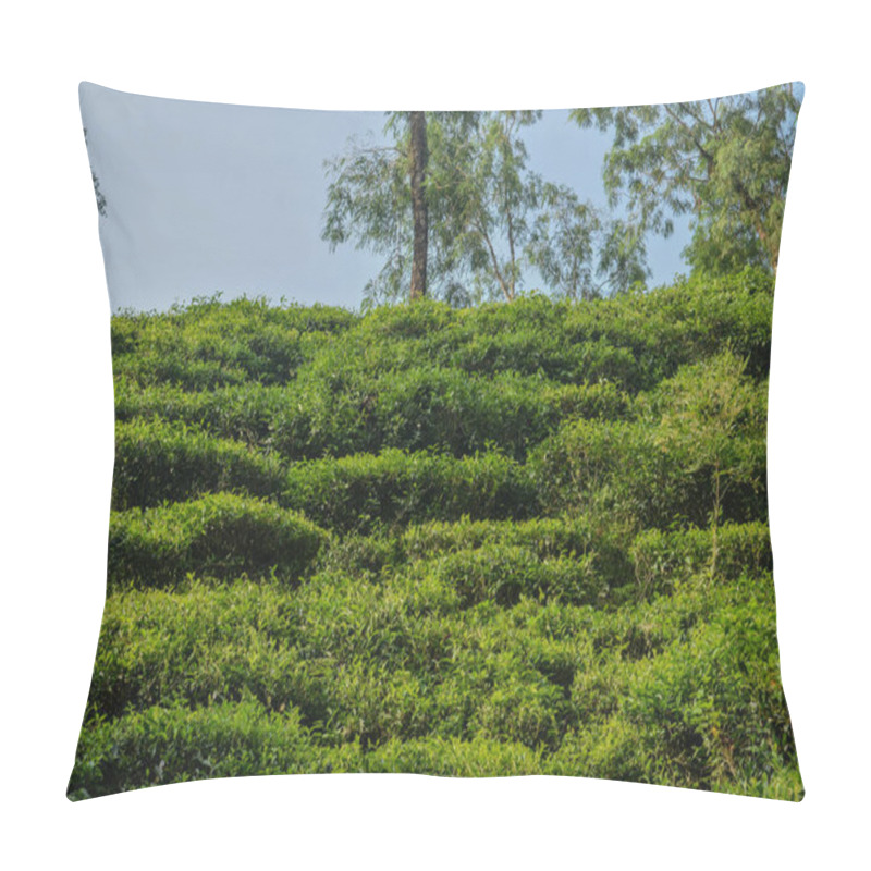 Personality  Terraced Green Hills Are Covered With Flourishing Tea Bushes Under Bright Blue Skies, Creating A Tranquil And Picturesque Atmosphere During The Afternoon. Pillow Covers