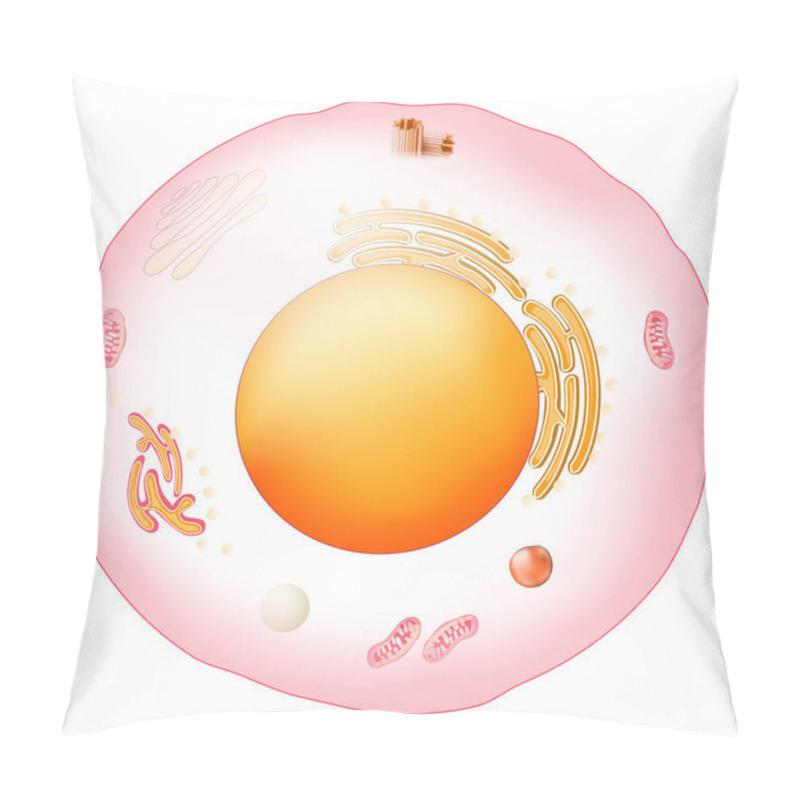 Personality  Animal Cell Anatomy. Structure And Organelles Of Eukaryotic Cell. Vector Poster For Education. Illustration Pillow Covers