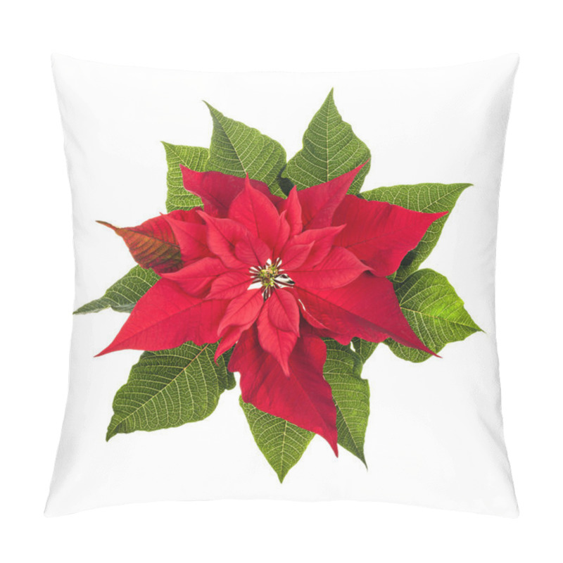 Personality  Christmas Poinsettia Plant Isolated On White Pillow Covers