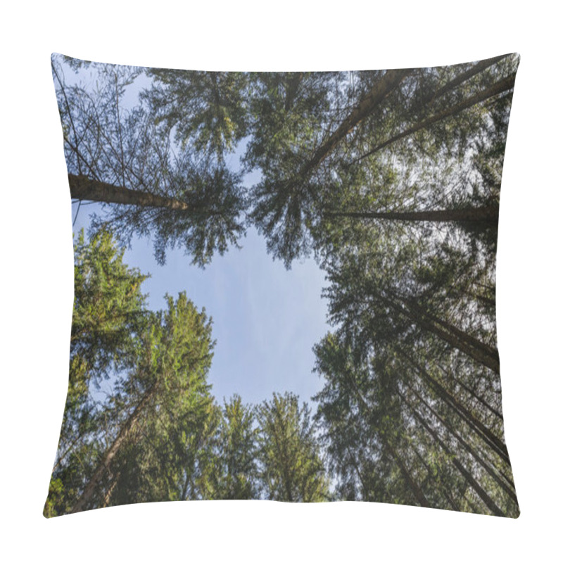 Personality  Bottom View Of Coniferous Trees And Blue Sky  Pillow Covers