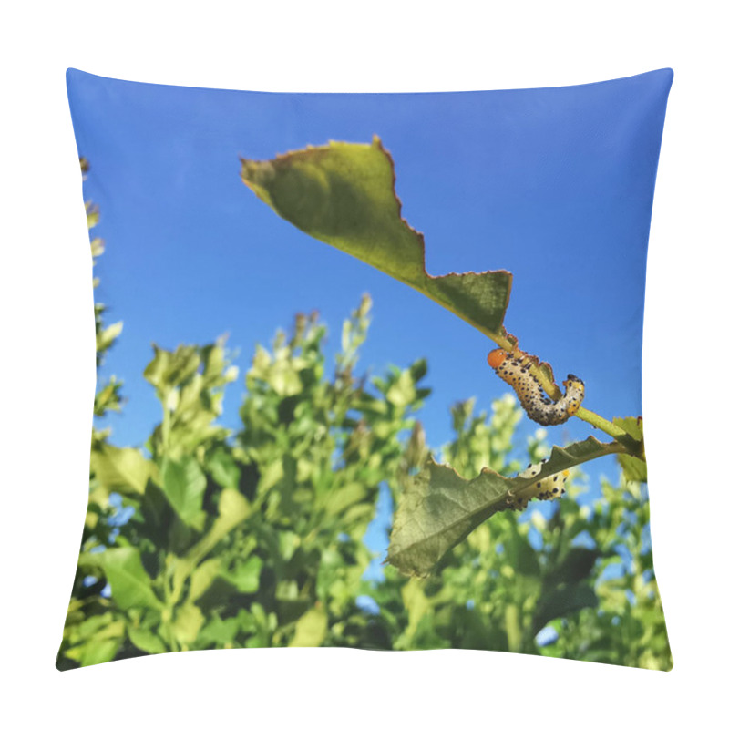 Personality  Caterpillar Eats Leaves Aganst Blue Sky Background Pillow Covers