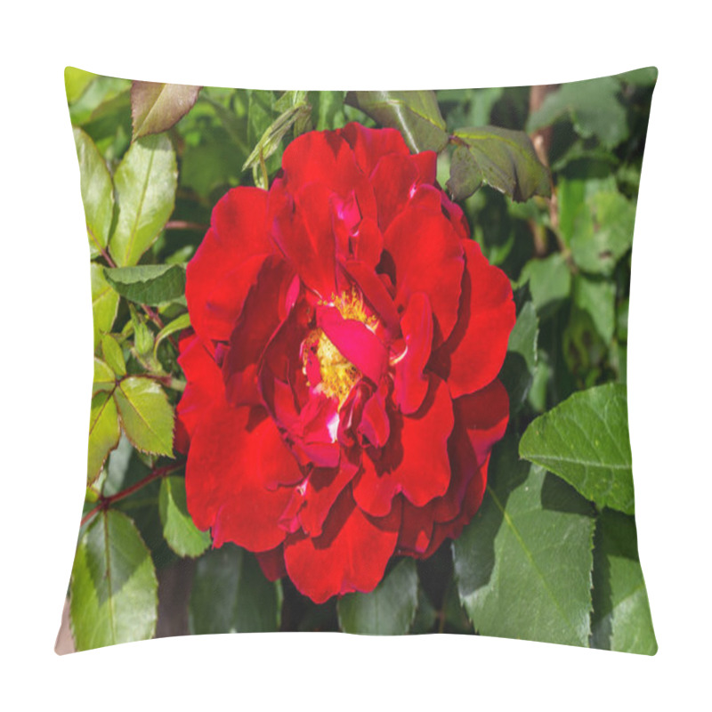 Personality  Red Garden Rose. Blooming Purple Rose Bush. Pillow Covers