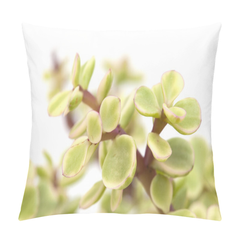 Personality  Portulacaria Afra Isolated  Pillow Covers