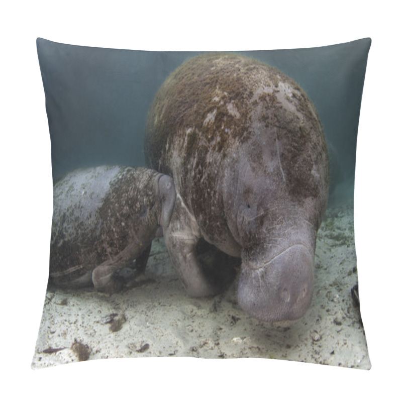 Personality  West India Manatee Baby Suckling From It's Mother Pillow Covers