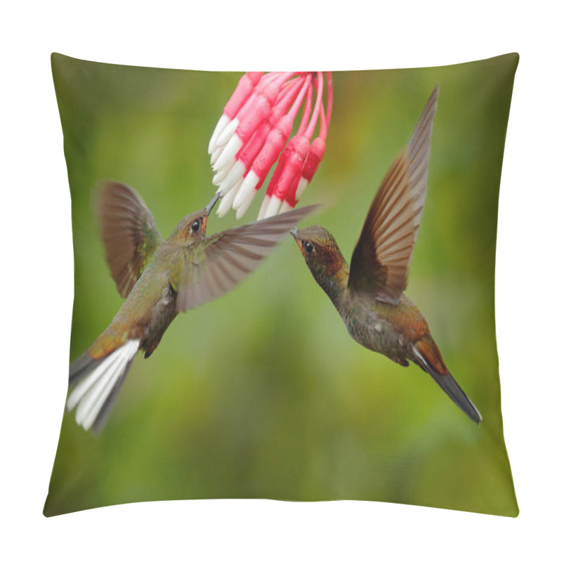 Personality  Two Hummingbirds With Pink Flower, In Flight. Flight Of Purple-throated Woodstar, Calliphlox Mitchellii, In The Bloom Flower, Colombia, Wildlife From Tropic Jungle. Pillow Covers