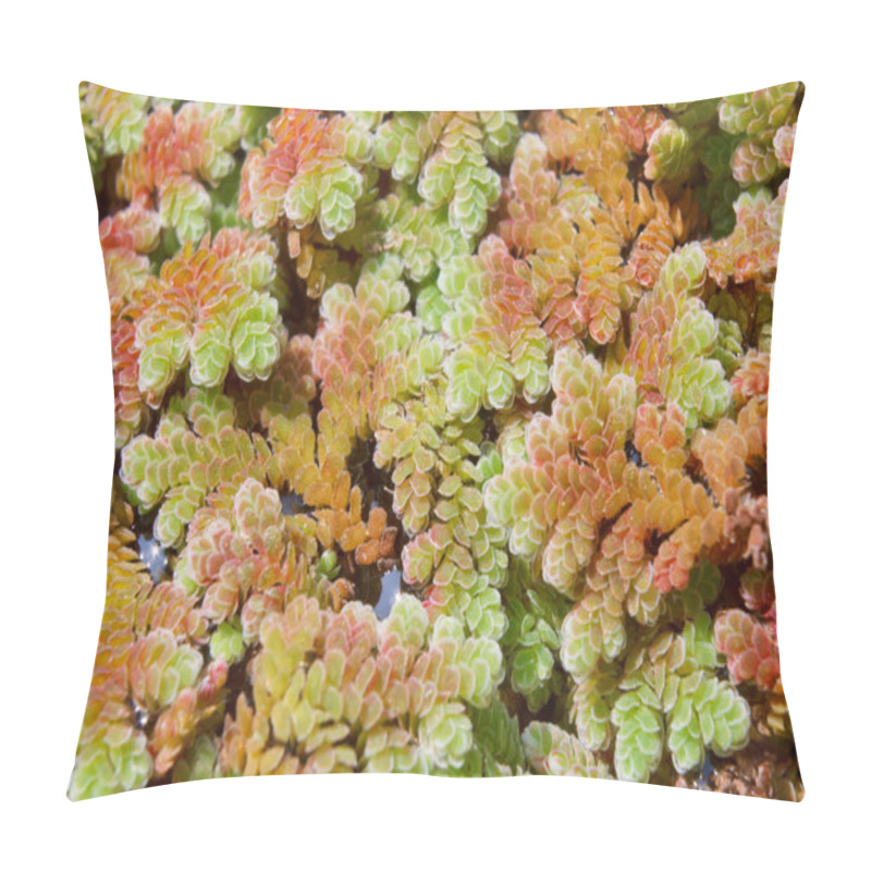 Personality  Close Up Duckweed, Mosquito Fern. Pillow Covers