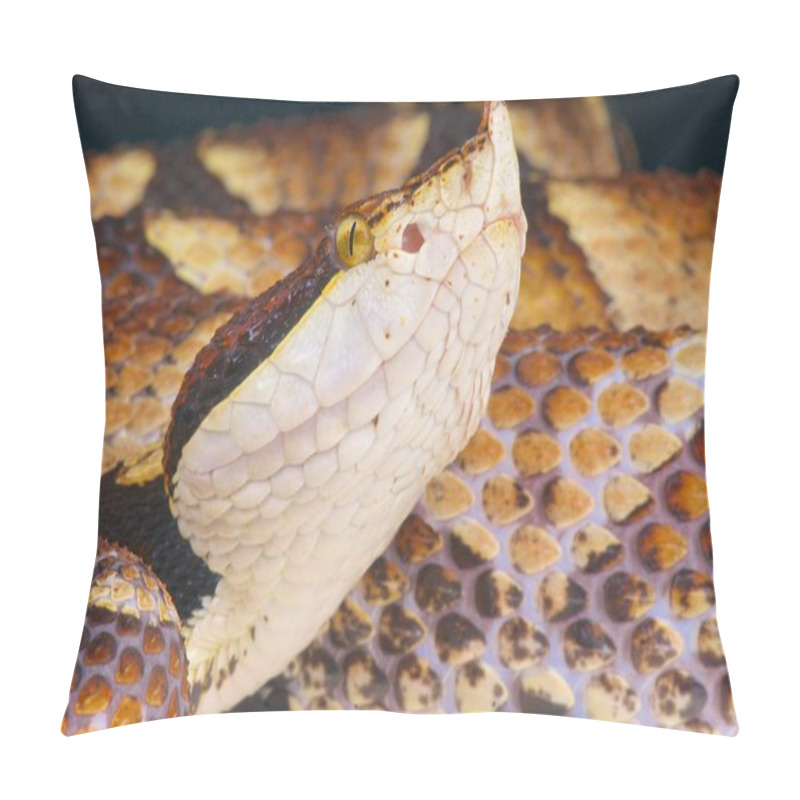 Personality  Hunderd Pace Viper (Deinagkistrodon Acutus) Pillow Covers