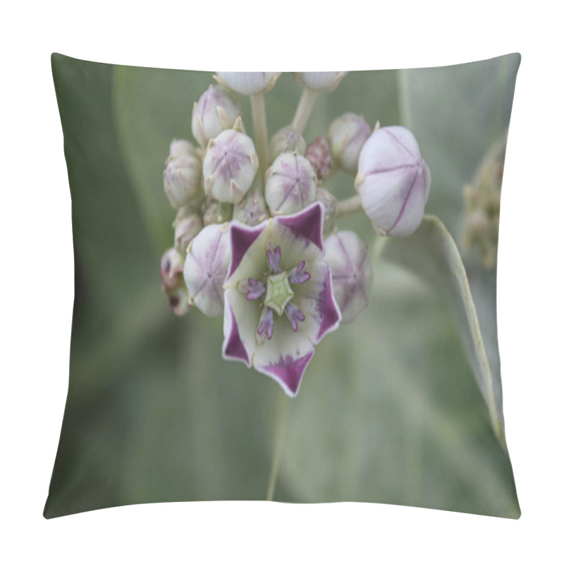 Personality  Calotropis Procera Sapling Plant, Apple Of Sodom, Aak, Madar, Or Giant Milkweed Plants And Flowers In A Hilly Or Mountain Area Pillow Covers