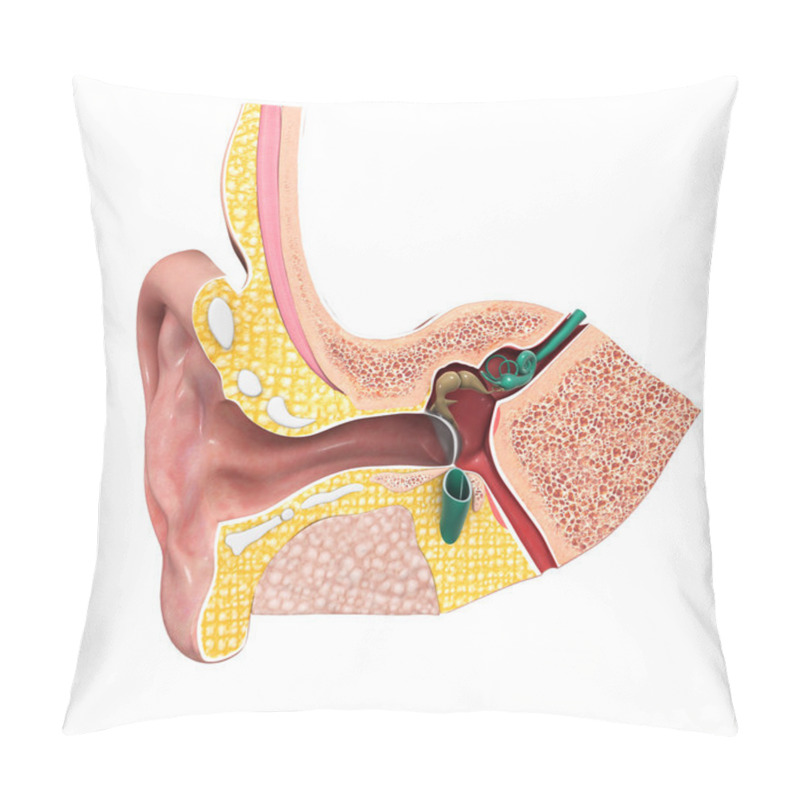 Personality  Ear Anatomy Pillow Covers