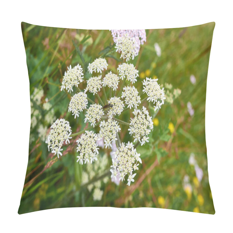 Personality  Heracleum Sphondylium White Flower Head Close Up Pillow Covers