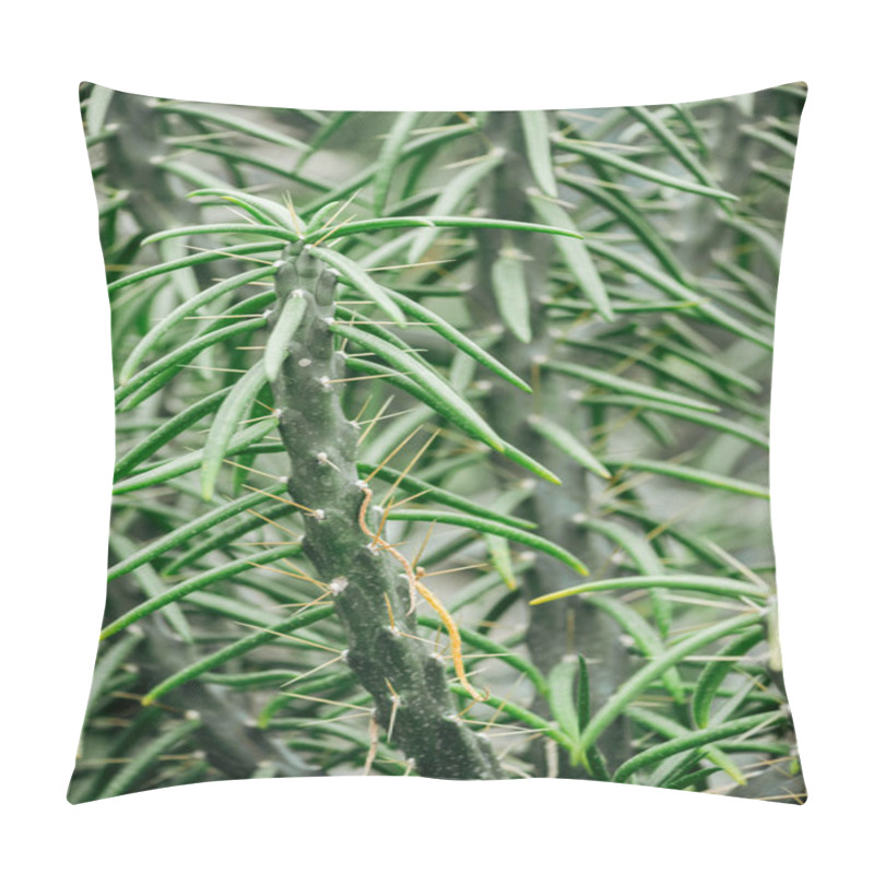 Personality  Close Up View Of Sharp Green Exotic Cacti Leaves  Pillow Covers