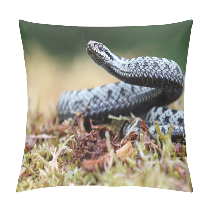 Personality  Wild Male Adder Viper (Vipera Berus) On Mossy Moorland. Image Taken In Dumfries & Galloway, Scotland. Pillow Covers