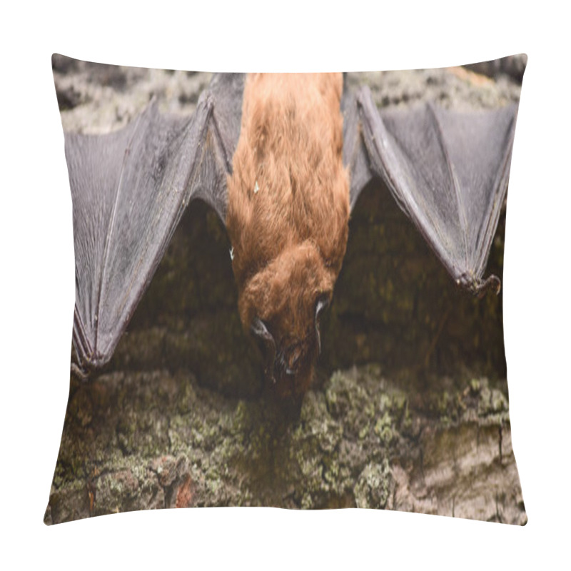 Personality  Mammals Naturally Capable Of True And Sustained Flight. Eyes Bat Species Small Poorly Developed. Bat Detector. Dummy Of Bat Wooden Background. Ugly Bat. Forelimbs Adapted As Wings. Museum Of Nature Pillow Covers