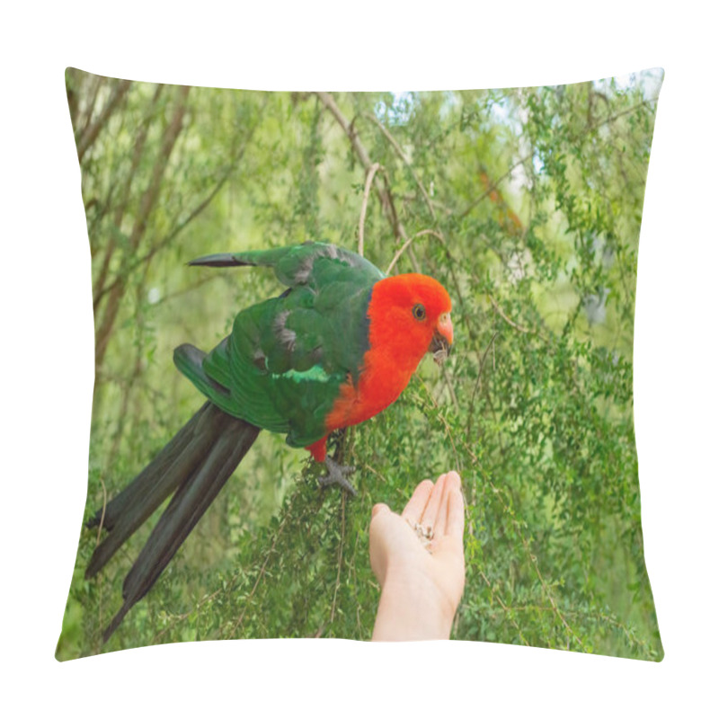 Personality  Australian King Parrot Male Sitting And Eating Seeds From Hand. Portrait, Closeup. Pillow Covers