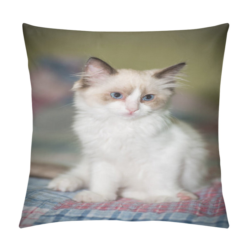 Personality  Small Two Month Old Ragdoll Kitten At Home Pillow Covers