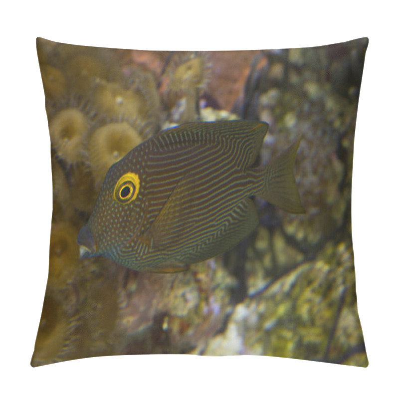 Personality  Kole Tang, Spotted Surgeonfish, Goldring Surgeonfish,Yellow-eyed Tang (Ctenochaetus Strigosus). Pillow Covers