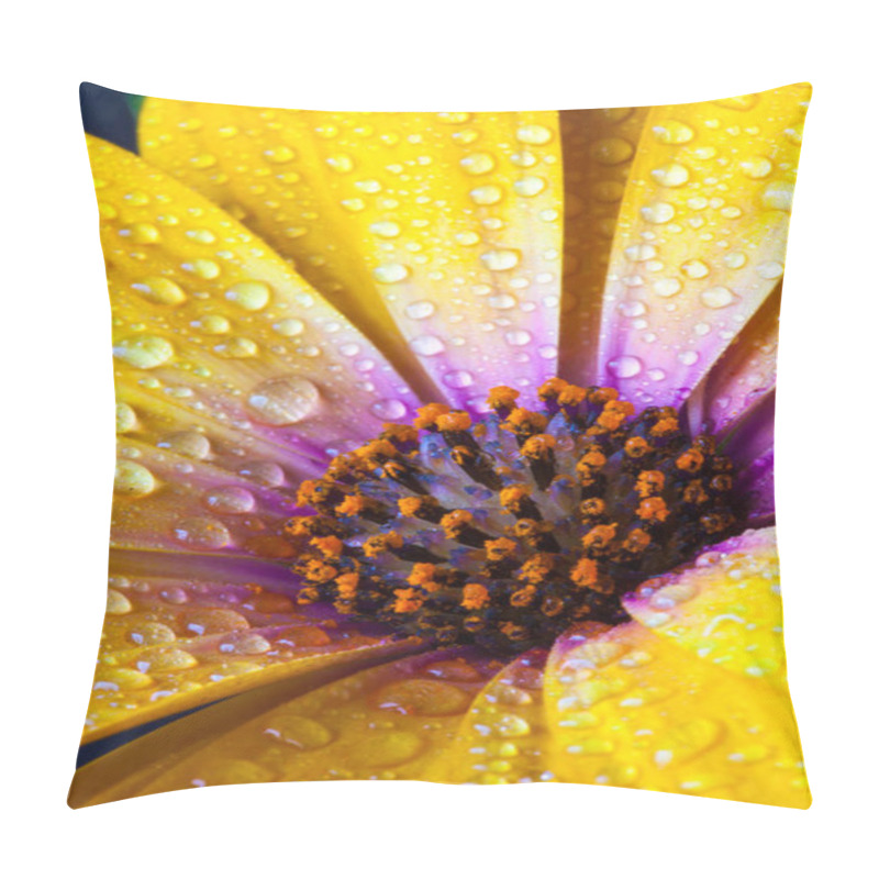 Personality  Detail Of Yellow Cape Marigold (Dimorphotheca Spp. ) Flower. It Is Also Called The African Daisy. It Is From Southern Africa. It Is A Member Of The Large Asteraceae Family, Which Includes Asters, Daisies, And Sunflowers. Pillow Covers