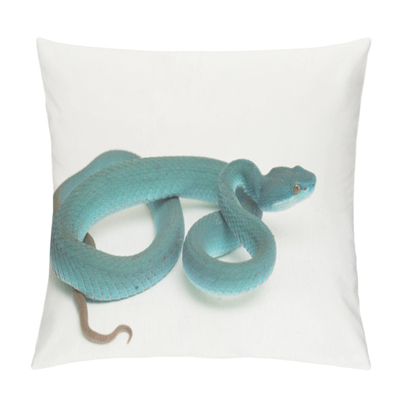 Personality  Blue Insularis (Trimeresurus Insularis) White-lipped Island Pit Viper On White Background Pillow Covers