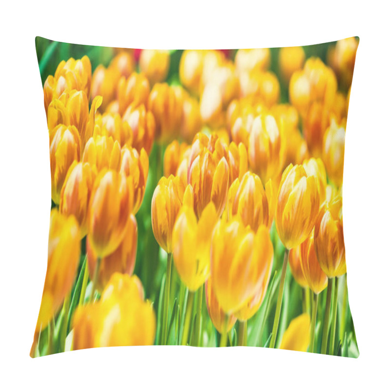 Personality  Yellow And Orange Tulips Blooming Brightly In A Lush Garden Surrounded By Green Leaves, Showcasing The Vibrant Beauty Of Spring. Pillow Covers