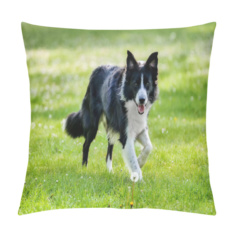 Personality  Border Collie Dog Walking Through The Park On A Spring Day Pillow Covers