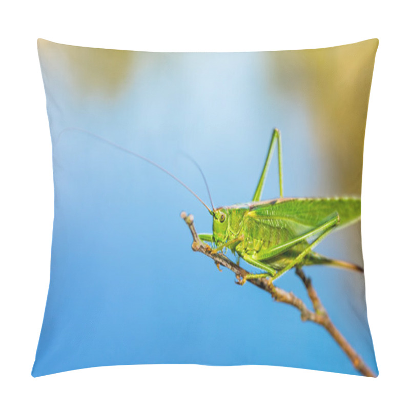 Personality  Long Horned Grasshopper - Tettigoniidae Or Katydids Pillow Covers