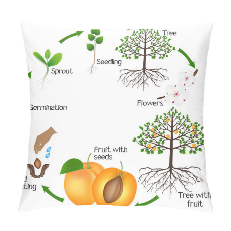 Personality  Cycle Of Growth Of Apricot Tree On A White Background. Pillow Covers