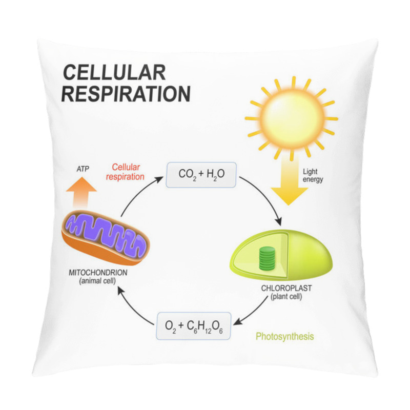 Personality  Cellular Respiration. Connecting Cellular Respiration And Photos Pillow Covers