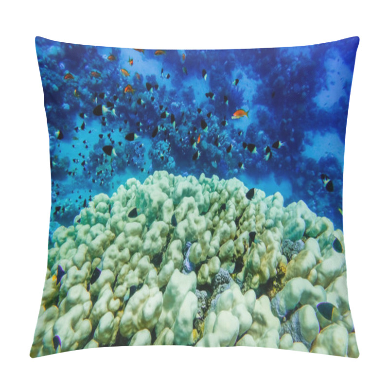 Personality  Lot Of Different Little Fishes Over Corals And Blue Water On Vacation In Egypt Pillow Covers