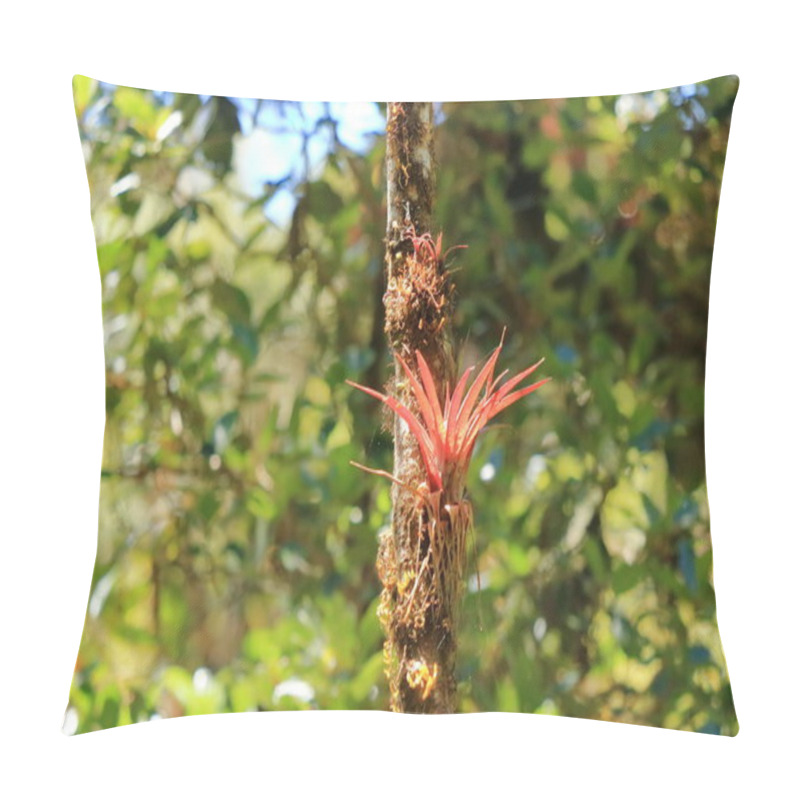 Personality  Bromelia On A Tree In Cerro De La Muerte, Costa Rica Pillow Covers