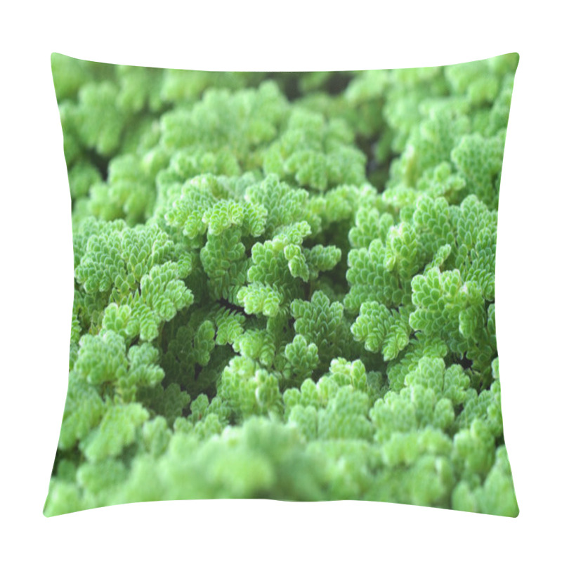 Personality  Mosquito Fern, Water Fern. Pillow Covers