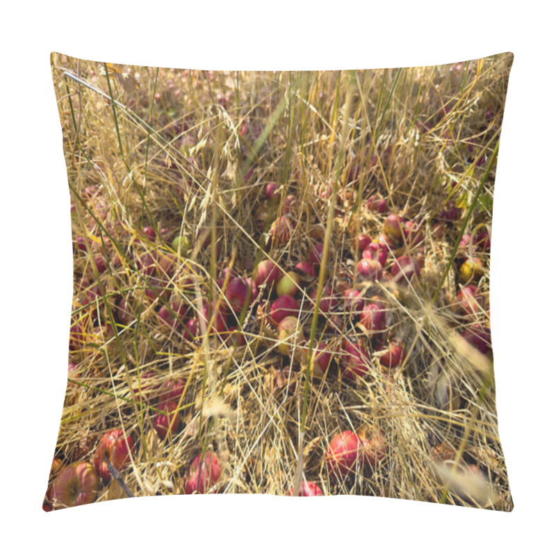 Personality  Red Apples Lie Among Dry Grass, Many Of Them Already Spoiled And Beginning To Rot. The Unharvested Crop Symbolizes Lost Fertile Potential Pillow Covers