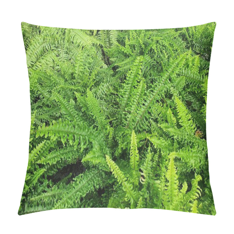 Personality  Nephrolepis Exaltata Is A Plant That Is Propagated By Tillering. It Is A Branch Of Green Leaves That Like Moisture. It Is Commonly Grown As An Ornamental Plant For Garden Decoration. Pillow Covers