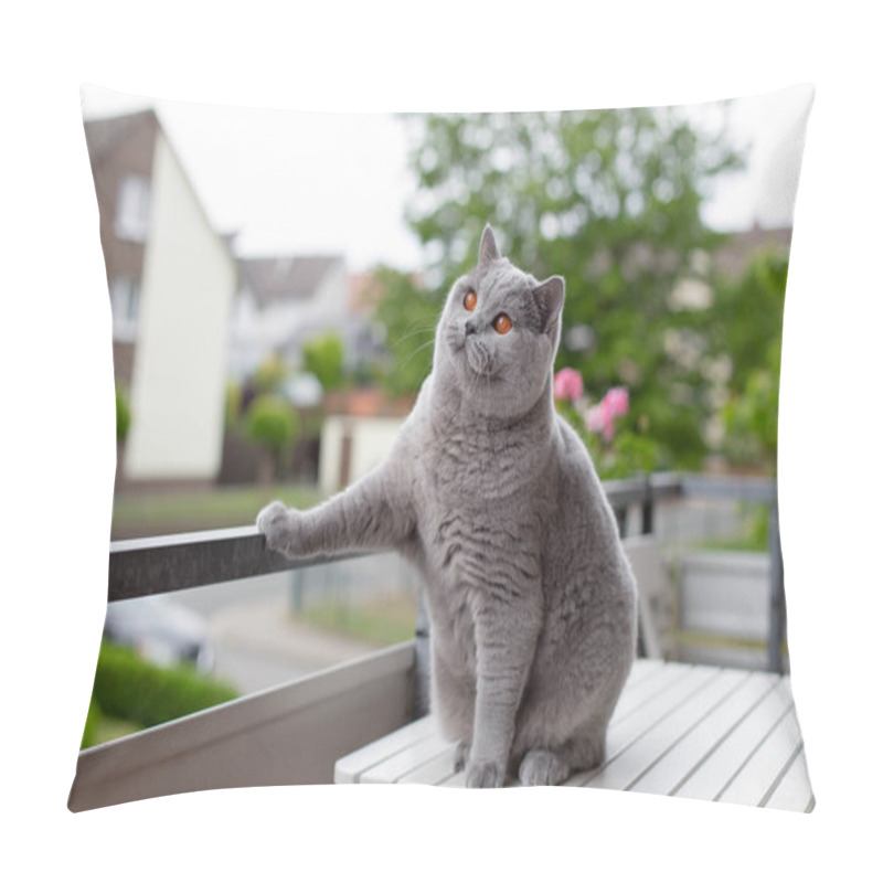 Personality  Blue British Shorthair Cat On A White Table With Geranium Flowers, On The Street, On The Balcony, In The Daytime. Spring Or Summer Time. Selective Focus.  Pillow Covers