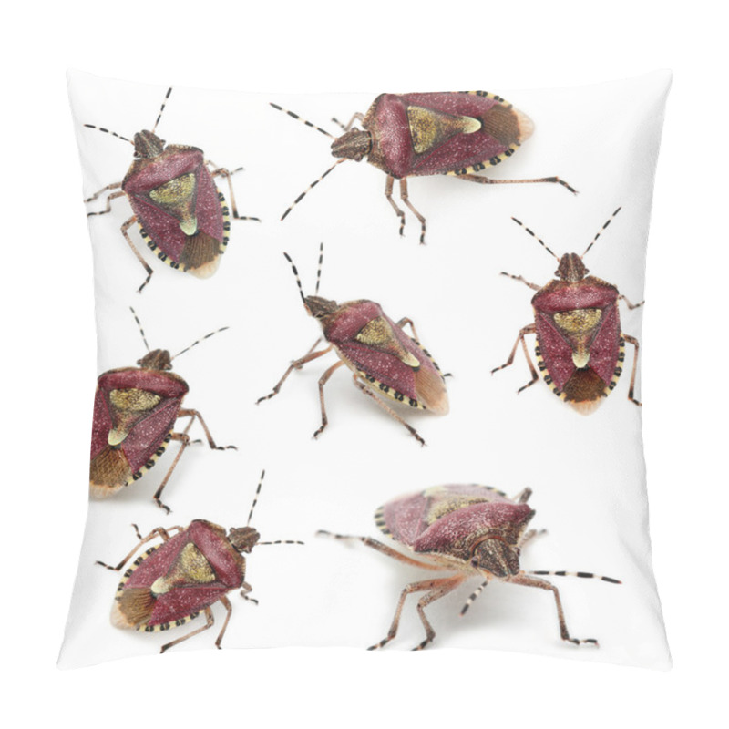 Personality  Collection Of Shield Bugs, Dolycoris Baccarum, In Front Of White Background Pillow Covers