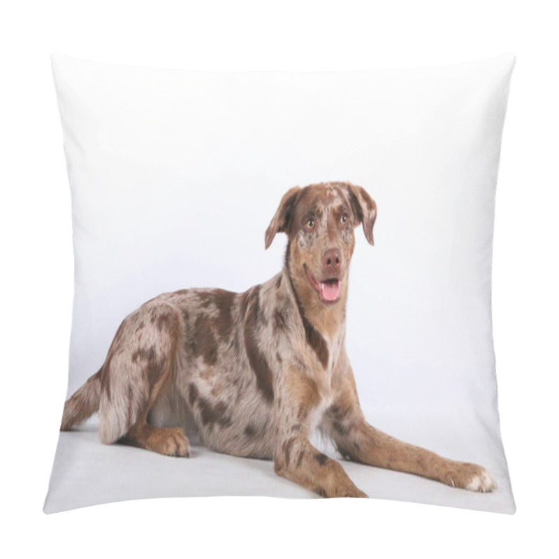 Personality  Close-up Shot Of A Lying Pretty Red Merle Aussidor In A White Studio Pillow Covers