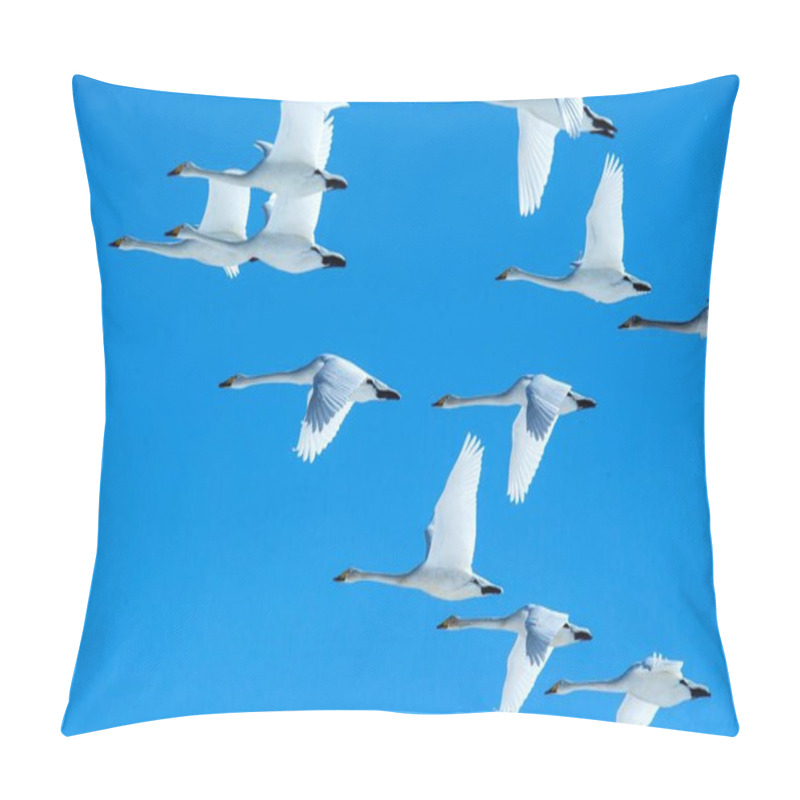 Personality  Flock Of Whooper Swans (Cygnus Cygnus) In Flight With Outstretched Wings Against Blue Sky, Winter, Hokkaido, Japan, Beautiful Royal White Birds Flying, Elegant Animal, Exotic Birding In Asia Pillow Covers