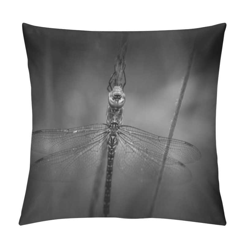 Personality  Red Dragonfly, Close Up Pillow Covers