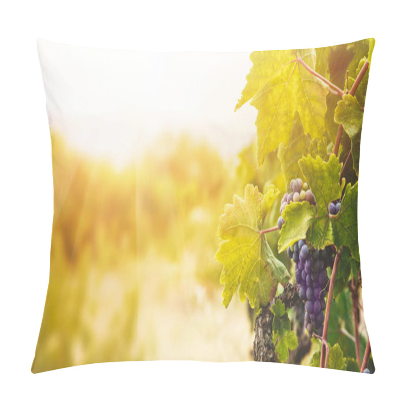 Personality  Nature Background With Vineyard In Autumn Harvest. Ripe Grapes In Fall. Pillow Covers